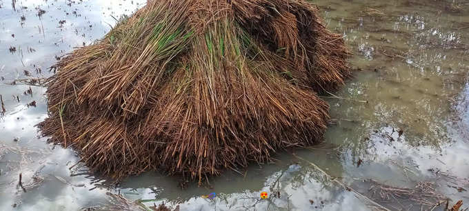 paddy uttara kannada