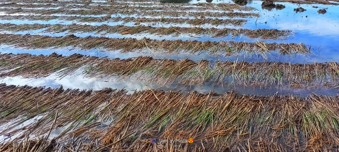 paddy uttara kannada