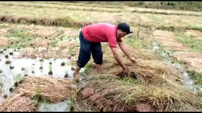 ಅಕಾಲಿಕ ಮಳೆಗೆ ನಲುಗಿದ ಮಲೆನಾಡು: ಶಿವಮೊಗ್ಗದಲ್ಲಿ ಭತ್ತ, ಅಡಿಕೆ ಬೆಳೆ ಅಯೋಮಯ..!