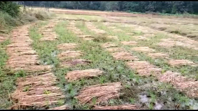 shivamogga paddy