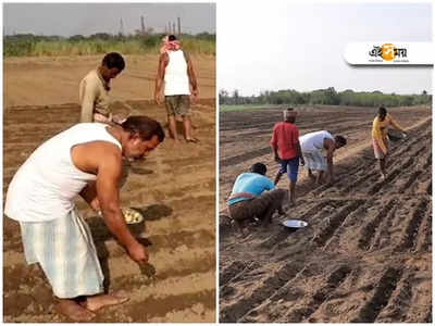 দামোদরের চরে আনাজ ফলিয়ে তাক লাগাচ্ছেন প্রাক্তন কাউন্সিলর