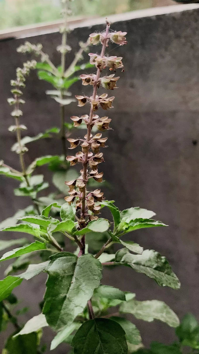 tulsi plant