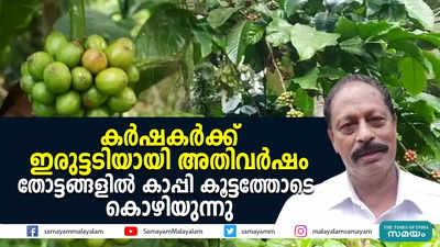 കര്‍ഷകര്‍ക്ക് ഇരുട്ടടിയായി അതിവര്‍ഷം; തോട്ടങ്ങളില്‍ കാപ്പി കൂട്ടത്തോടെ കൊഴിയുന്നു