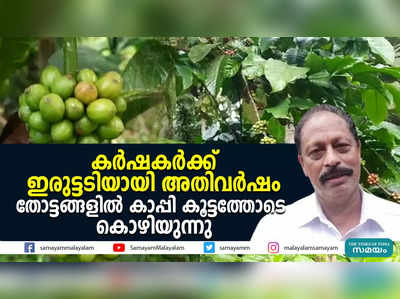 കര്‍ഷകര്‍ക്ക് ഇരുട്ടടിയായി അതിവര്‍ഷം; തോട്ടങ്ങളില്‍ കാപ്പി കൂട്ടത്തോടെ കൊഴിയുന്നു