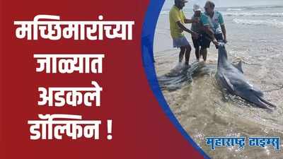 Sindhudurg : मोचेमाडमध्ये मच्छिमारांच्या जाळ्यात अडकले तीन मोठे डॉल्फिन मासे