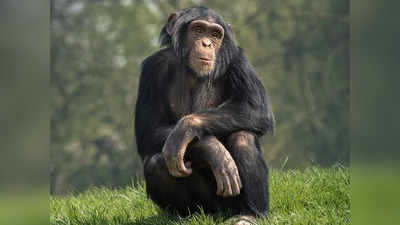 अजबच! मुलासाठी घरी आणला चिम्पांजी; खेळता खेळता बाबांचा लाडका बनला माकड