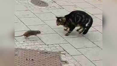 उंदराला पाहताच मांजरीनं ठोकली धूम; गंमतीशीर व्हिडीओ पाहून व्हाल थक्क