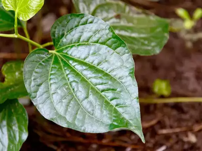 ​ವೀಳ್ಯದೆಲೆ