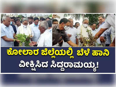 ಕೋಲಾರ ಜಿಲ್ಲೆಯಲ್ಲಿ  ಬೆಳೆ ಹಾನಿ ವೀಕ್ಷಿಸಿದ ಸಿದ್ದರಾಮಯ್ಯ!