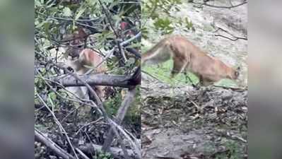 झाड़ियों में छुपा था पहाड़ी शेर, अचानक आया फोटोग्राफर के सामने, हालत हुई खराब