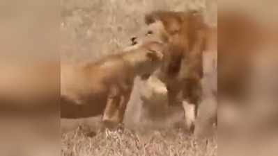बब्बर शेर पर दो शेरनियों ने किया खतरनाक हमला, बुरा हाल कर दिया