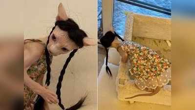 किसी ने बिल्ली को पहनाए कपड़े और लगाए नकली बाल, तस्वीरें इंटरनेट पर छा गई
