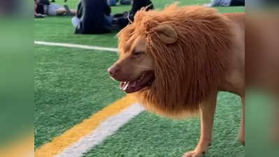 वीडियो: लोगों को डराने के लिए किसी ने कुत्ते को शेर बनाकर पार्क में छोड़ा