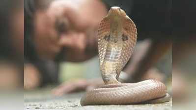 बाथरूम में था इतना लंबा Cobra सांप, देखकर पति की चीख ही निकल गई