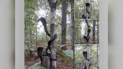 महाराष्ट्र: पेड़ पर फन फैलाए बैठे थे 3 कोबरा, फोटो देखकर ही लोग घबरा गए!