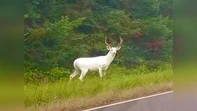 सफेद हिरण की फोटो हो रही है वायरल, आप भी देखते रह जाओगे