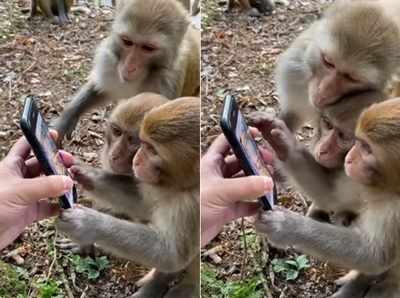 शख्स ने बंदरों को यूट्यूब पर वीडियो दिखाया, उन्होंने जो किया वो वायरल हो गया