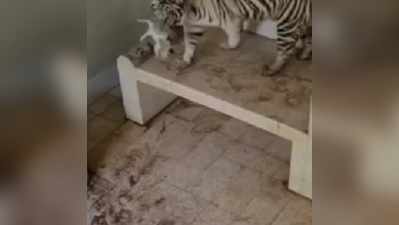 बिल्ली के मासूम बच्चे पर टूट पड़े तीन बाघ, फिर उसने बता दिया बहादुरी किसे कहते हैं