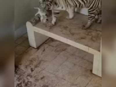 बिल्ली के मासूम बच्चे पर टूट पड़े तीन बाघ, फिर उसने बता दिया बहादुरी किसे कहते हैं
