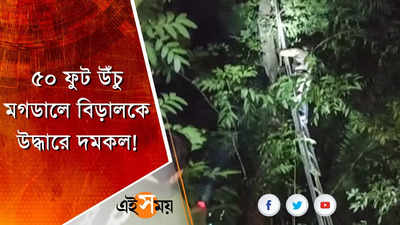 ৫০ ফুট উঁচু মগডালে বিড়াল, উদ্ধারে বিশেষ মই নিয়ে উদ্যোগী দমকল!