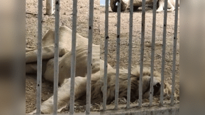 वीडियो: कराची चिड़‍ियाघर में भूख से तड़प रहे बेजुबान जानवर, शेर की हालत देख रो पड़ा पाकिस्‍तान