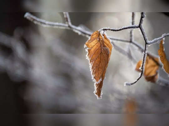 Snowfall In India: শীতে বেড়ানোর প্ল্যান? তুষারে ঢাকা দেশের এই ৮ জায়গা না দেখলে জীবনই বৃথা... 