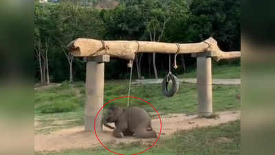 अडकलेल्या पिल्लाची आईने केली अशी सुटका; पाहा हत्तीचा भावुक करणारा व्हिडीओ