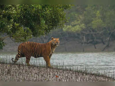 ವಾವ್….! ಇಲ್ಲಿ ಅದ್ಭುತವಾದ ಬಂಗಾಳದ ಹುಲಿಗಳಿವೆ