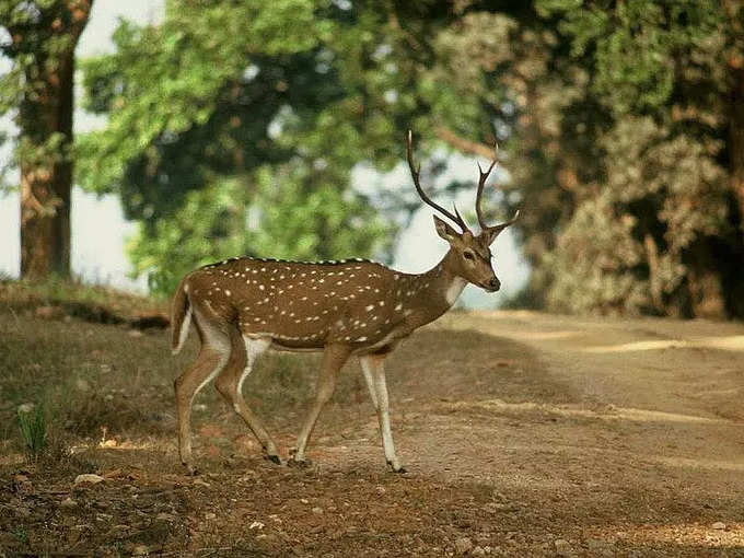 ​೩೦,೦೦ ಕ್ಕೂ ಹೆಚ್ಚು ಸುಂದರವಾದ ಚುಕ್ಕೆ ಜಿಂಕೆ