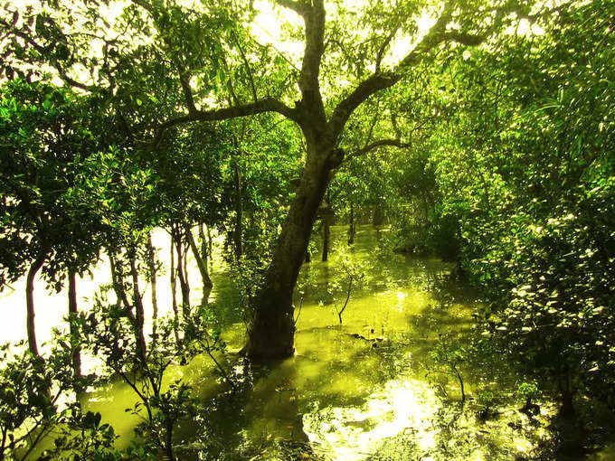 ​ಸುಂದರಬನ್ಸ್ ರಾಷ್ಟ್ರೀಯ ಉದ್ಯಾನವನ