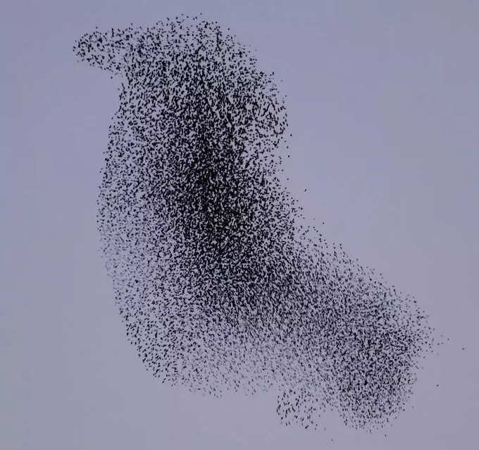 స్టార్లింగ్స్ (starlings) పక్షుల గుంపు కూడా పక్షి లాగే ఉంది