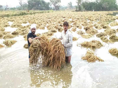 ಮಳೆ ಅವಾಂತರ: ಯಾವ್ಯಾವ ಜಿಲ್ಲೆಯಲ್ಲಿ ಎಷ್ಟು ಪ್ರಮಾಣದ ಬೆಳೆ ನಾಶ? ಇಲ್ಲಿದೆ ಸಂಪೂರ್ಣ ಮಾಹಿತಿ