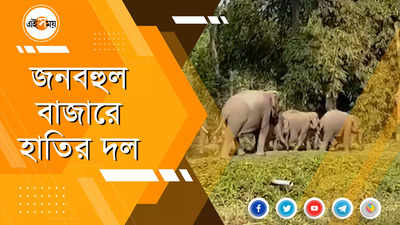 জনবহুল বাজারে হাতির দল