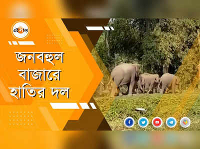 জলপাইগুড়িতে জনবহুল বাজারে হাতির দল