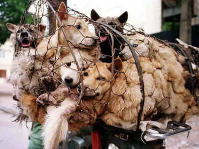 कोरियाई नौजवानों को नहीं भा रहा कुत्तों का मांस, फिर भी हर साल मारे जा रहे 15 लाख कुत्ते