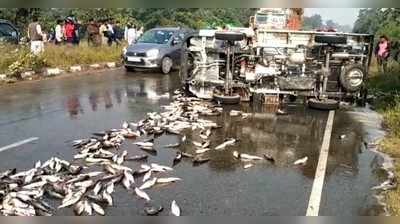 Hardoi News: मछलियां लेकर जा रहा पिकअप बेकाबू होकर पलटा, सड़क पर मच गई लूट