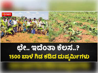 ಶಿರಹಟ್ಟಿಯಲ್ಲಿ 1,500 ಬಾಳೆ ಗಿಡ ಕಡಿದ ದುಷ್ಕರ್ಮಿಗಳು..! ಮಕ್ಕಳನ್ನೇ ಕಳೆದುಕೊಂಡಂತೆ ಗೋಳಾಡಿದ ಮಹಿಳೆ