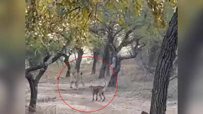 Video: अपने गली में कुत्ता शेर! कुत्र्याला घाबरून सिंहाने ठोकली धूम
