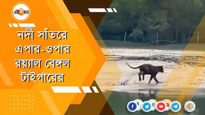 নদী সাঁতরে এপার-ওপার রয়্যাল বেঙ্গল টাইগারের