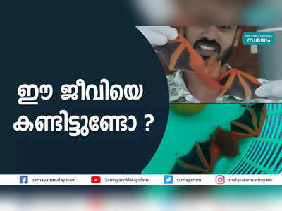 ഈ ജീവിയെ കണ്ടിട്ടുണ്ടോ ?