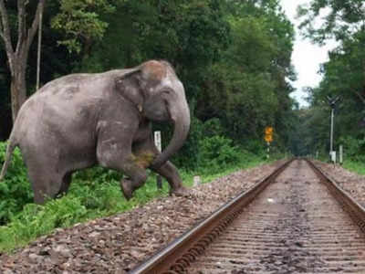 तमिलनाडु में तेज रफ्तार ट्रेन की चपेट में आने से तीन हाथियों की मौत