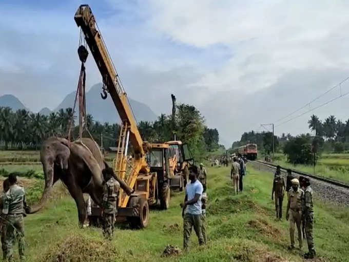 coimbatore elephant accident