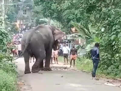 നാട്ടുകാരെ ചുറ്റിച്ച് മണികണ്ഠൻ; വിരണ്ടോടിയെങ്കിലും നാശനഷ്ടങ്ങളില്ല