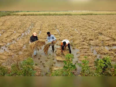 ತುರುವೇಕೆರೆಯಲ್ಲಿ ಅತಿವೃಷ್ಟಿಗೆ ₹100 ಕೋಟಿಗೂ ಹೆಚ್ಚು ನಷ್ಟ! ಶೇ.85ರಷ್ಟು ಕೃಷಿ ಹಾನಿ!