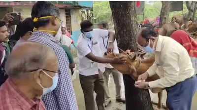 ஒரு பக்கம் மழை, ஒரு பக்கம் கோமாரி நோய்… கால்நடைகளை காப்பது எப்படி?- சிறப்பு முகாம்!