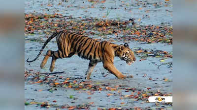 সুন্দরবনে বাঘে-মানুষে টানাটানি, কোনওমতে প্রাণে বাঁচলেন মৎস্যজীবী