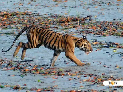 সুন্দরবনে বাঘে-মানুষে টানাটানি, কোনওমতে প্রাণে বাঁচলেন মৎস্যজীবী