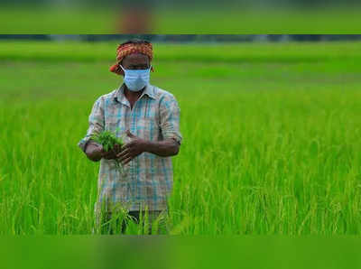 Paddy In Yasangi: వరిసాగుపై తెలంగాణ సీఎస్ సంచలన వ్యాఖ్యలు