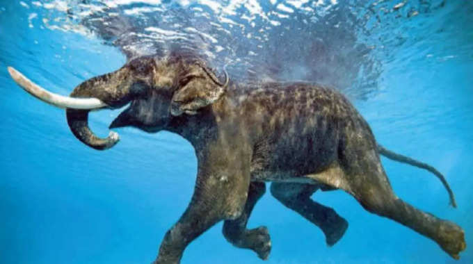 कभी देखा है तैरता हाथी?