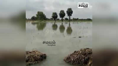 திருவாரூர் அருகே மறுநடவு செய்த பயிர்கள் மழையில் மூழ்கி நாசம்!